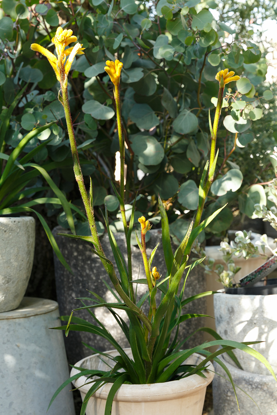 ブッシュジェムはカンガルーポーとも呼ばれ、カンガルーの前足のような花を咲かせる。赤や黄色などバリエーションも多い。