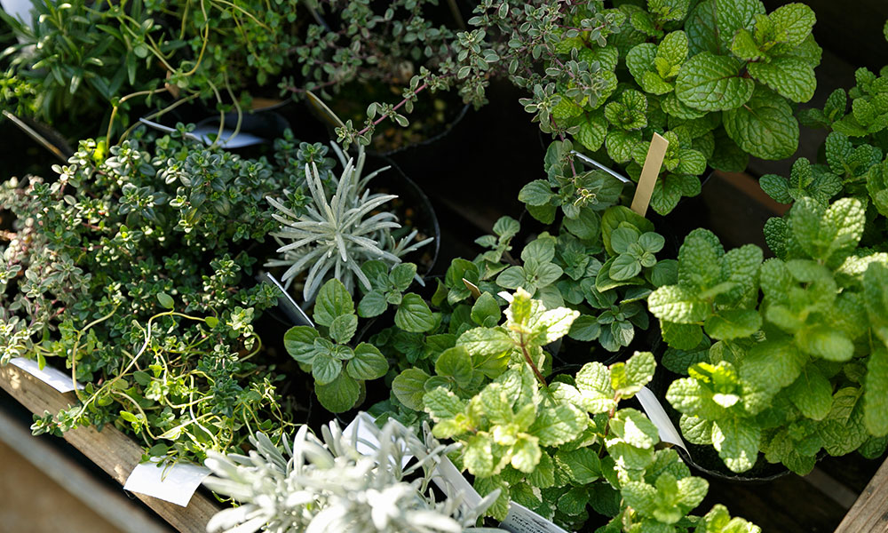 マンションでグリーンを楽しむ   マンションのテラスが 好きになってくれる植物たち