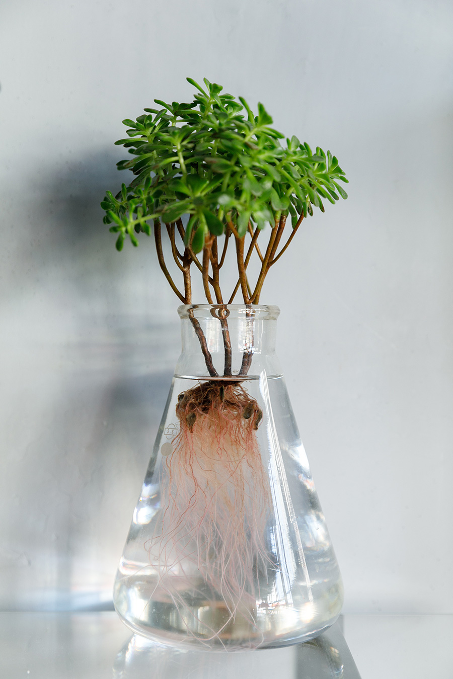 多肉植物のアエオニウム。水の中の根の美しさに目を奪われる。葉と根の両方の成長を楽しめるのが水耕栽培のおもしろさだ。