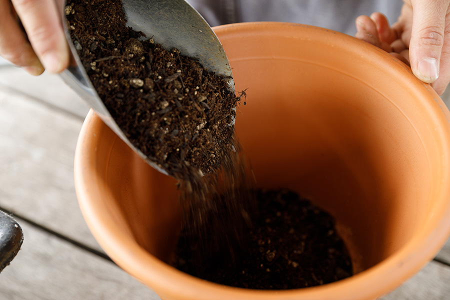植物を植えた時、土が鉢の縁から2センチ程度下になるように高さを調節しながら培養土を入れる。