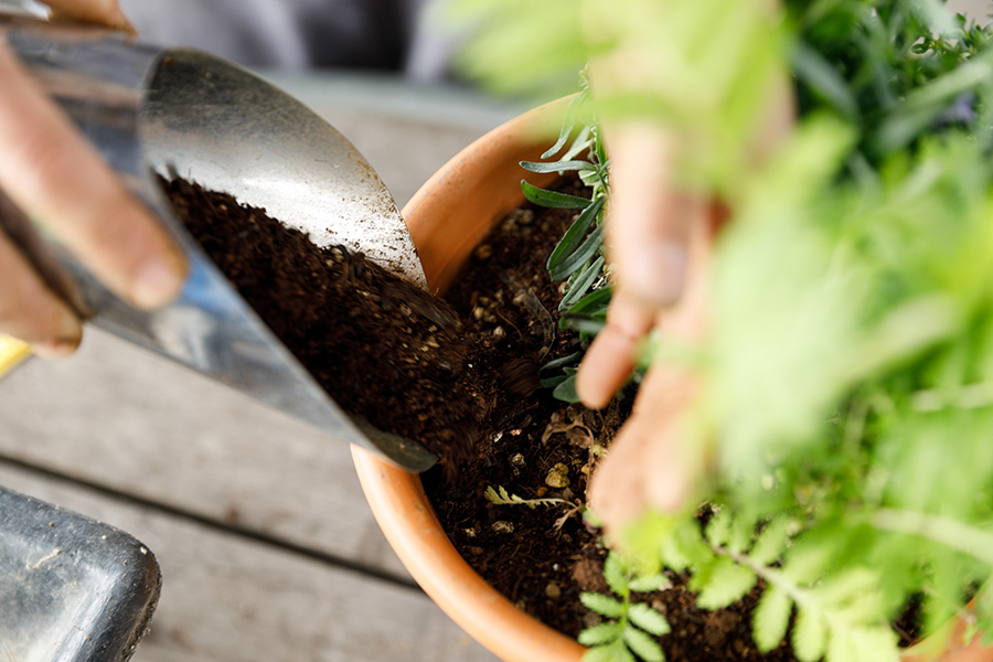 土入れを使って培養土を鉢の回りから足していき、しっかりと土を入れていく。