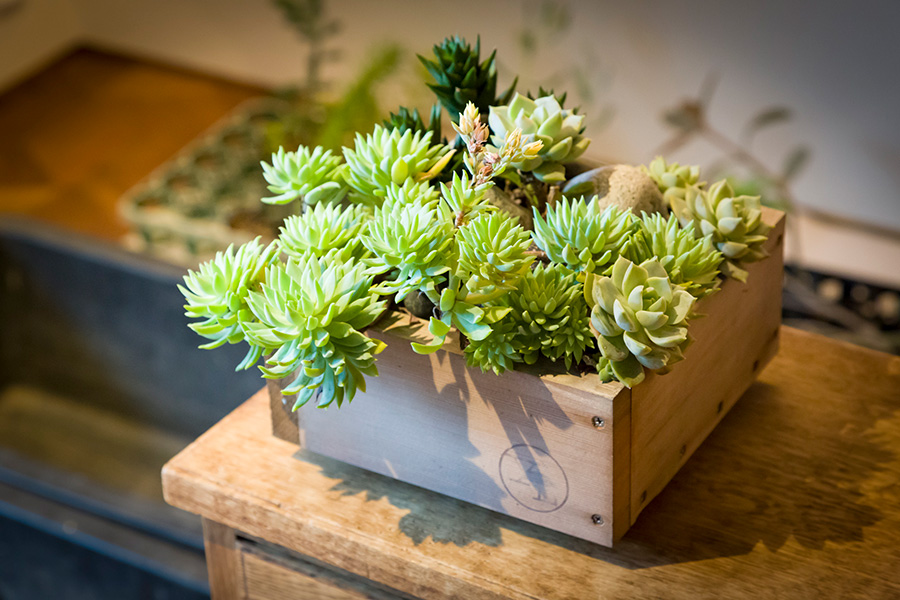 ウッドプランター◡̈ リメイク鉢 寄せ植え 多肉植物