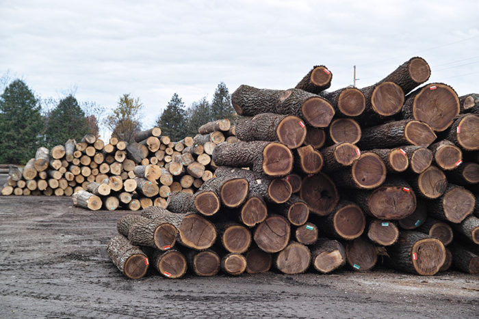 ウォールナットは北米原産のクルミ科の落葉樹。広大な土地を所有している製材所のオーナーが充分に育った樹を計画的に伐採しているのだそうだ。