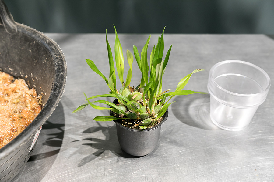 オンシジウムを植え替える。準備するものは、オンシジウムと、水苔（予め充分に水を吸わせておく）、植え換え用の鉢。