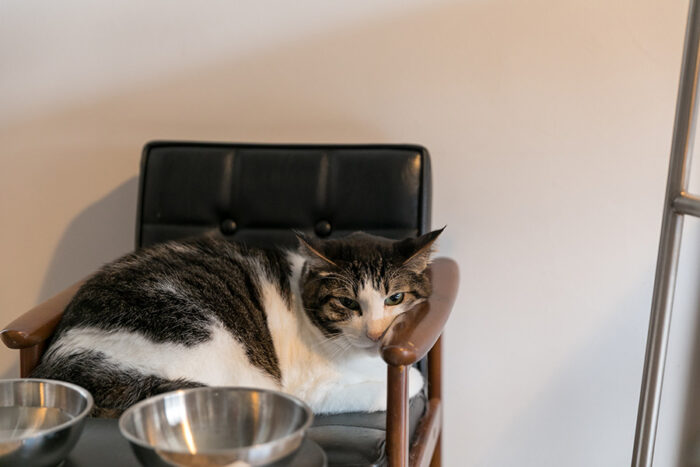 子供用のカリモクソファがお気に入りのオオスケちゃん。この場所は他の猫には譲らない、がモットー。