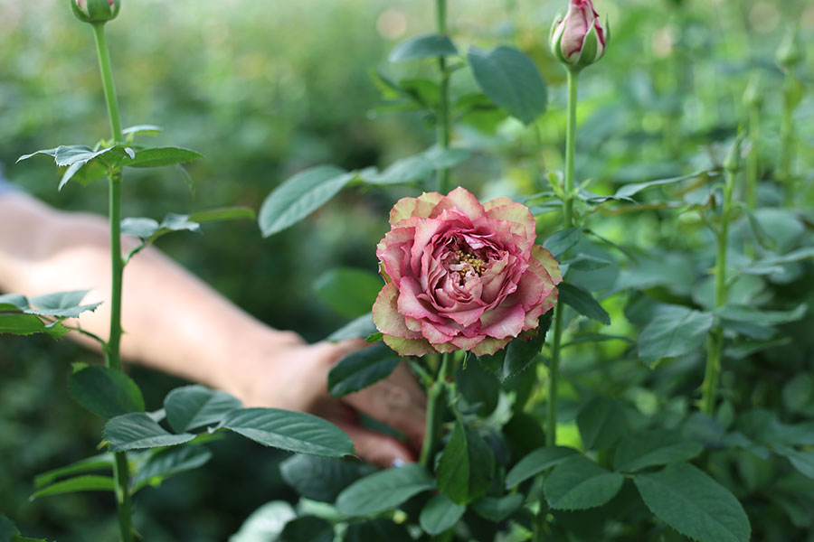 2020年11月に届けられたバラは静岡県のやぎバラ育種農園で丹精込めて作られたもの。国内でも数少ない育種を行っている生産者ならではの、ニュアンスカラーが美しいバラだ。