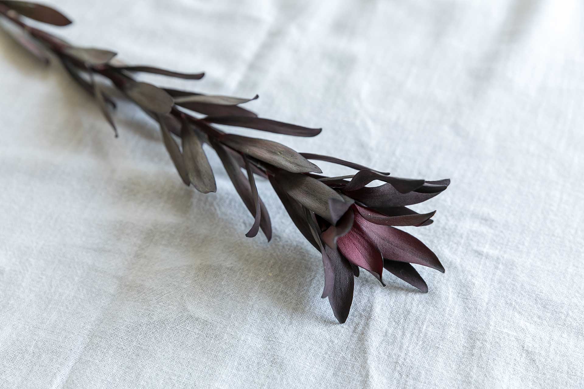 リューカデンドロン・サファリサンセット。黒い葉と、先端内側の紫色が大人っぽいイメージ。