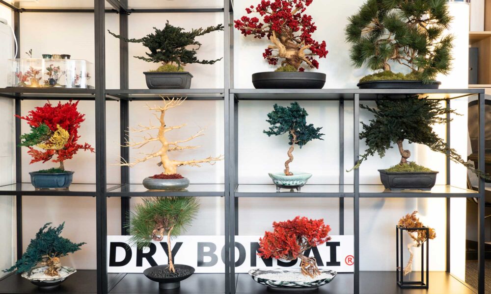 マンション空間に映える盆栽 日本の伝統文化を今に アートとしてのDRY BONSAI®