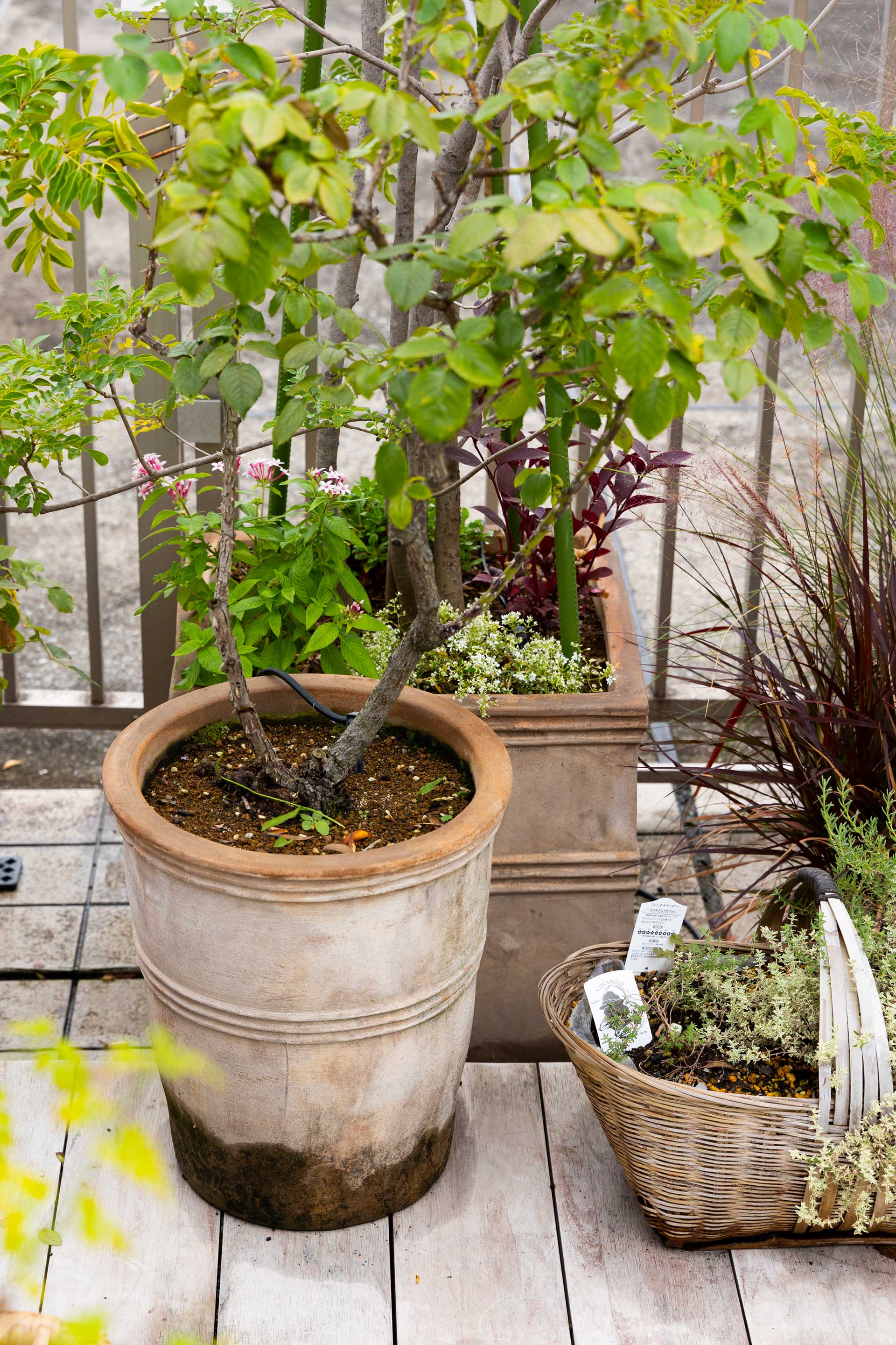 テラコッタの鉢に、ハーブの寄せ植えにはカゴを使用。様々なアイテムを取り入れて。