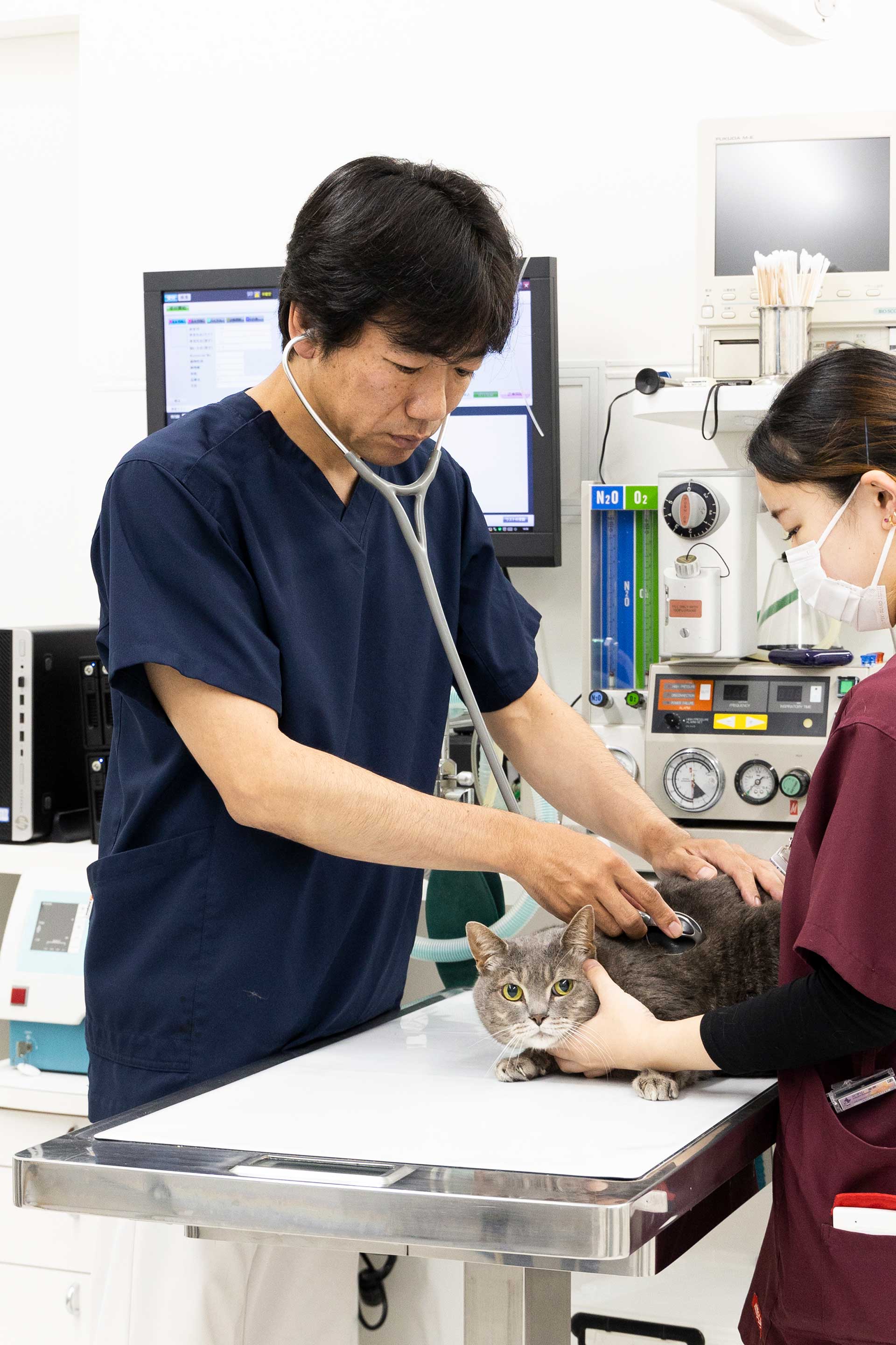 猫ちゃんの診療にあたる田向先生。