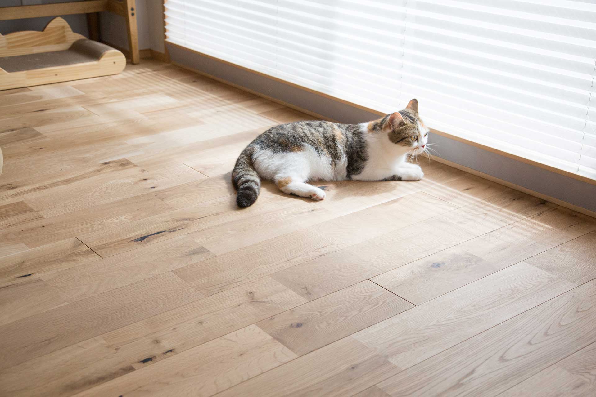 オイル塗装の無垢材を使った床。窓側は冬、特に暖かいので猫ちゃんのお気に入り。