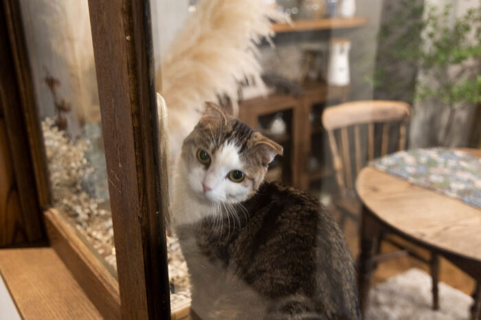 室内窓の手前は玄関。玄関をドアと室内窓で独立させることで、猫の安全を確保。