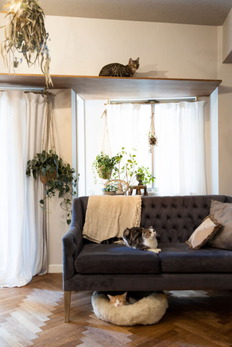 キャットウォークの上、ソファの上、ソファの下。猫たちはお気に入りの場所を見つけるのが得意。