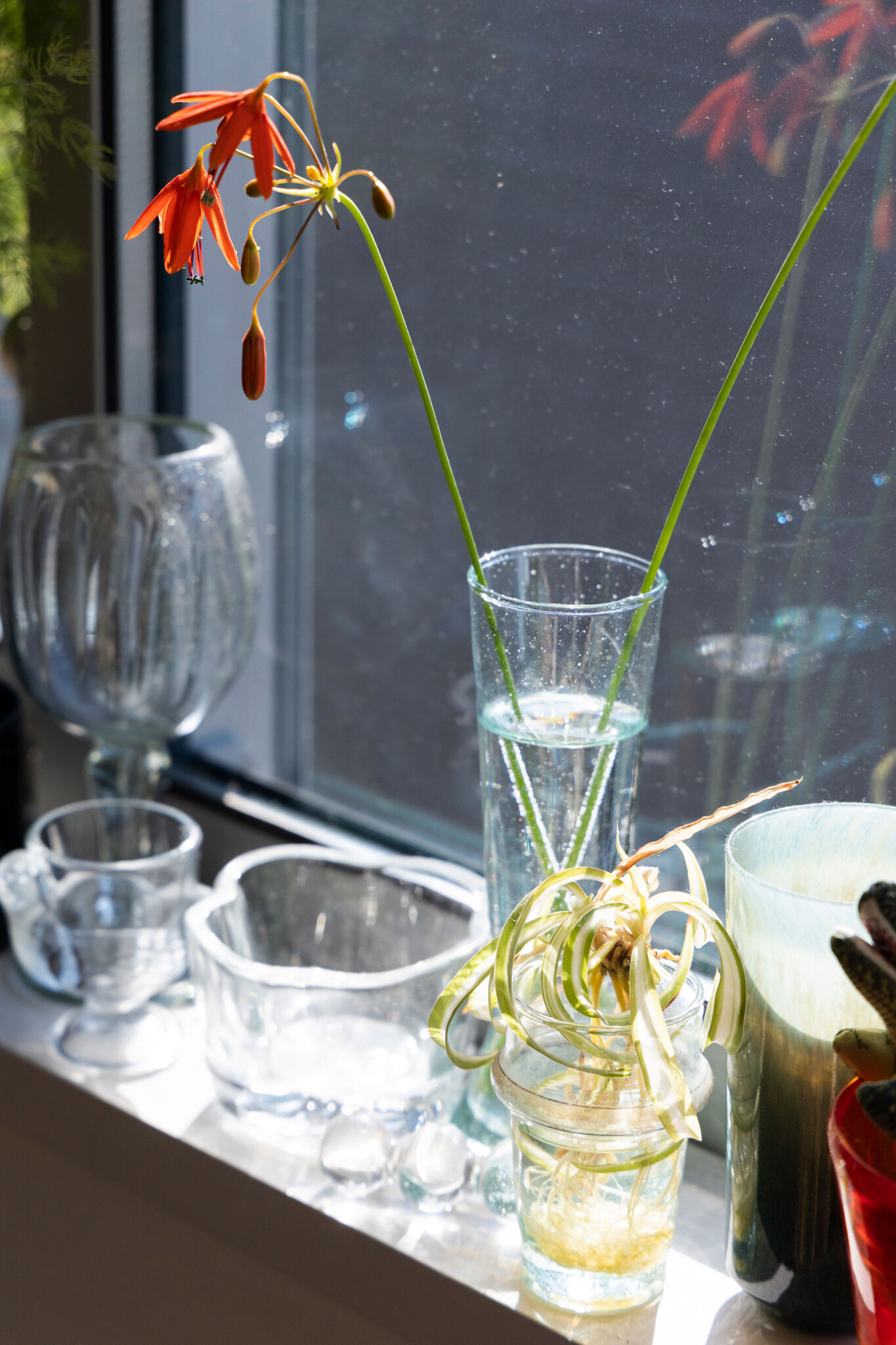 日差しを受けてキラキラ輝く、明るい窓辺に映えるガラスの器。「剪定した植物を瓶に挿して、水栽培で楽しむことも多いです」