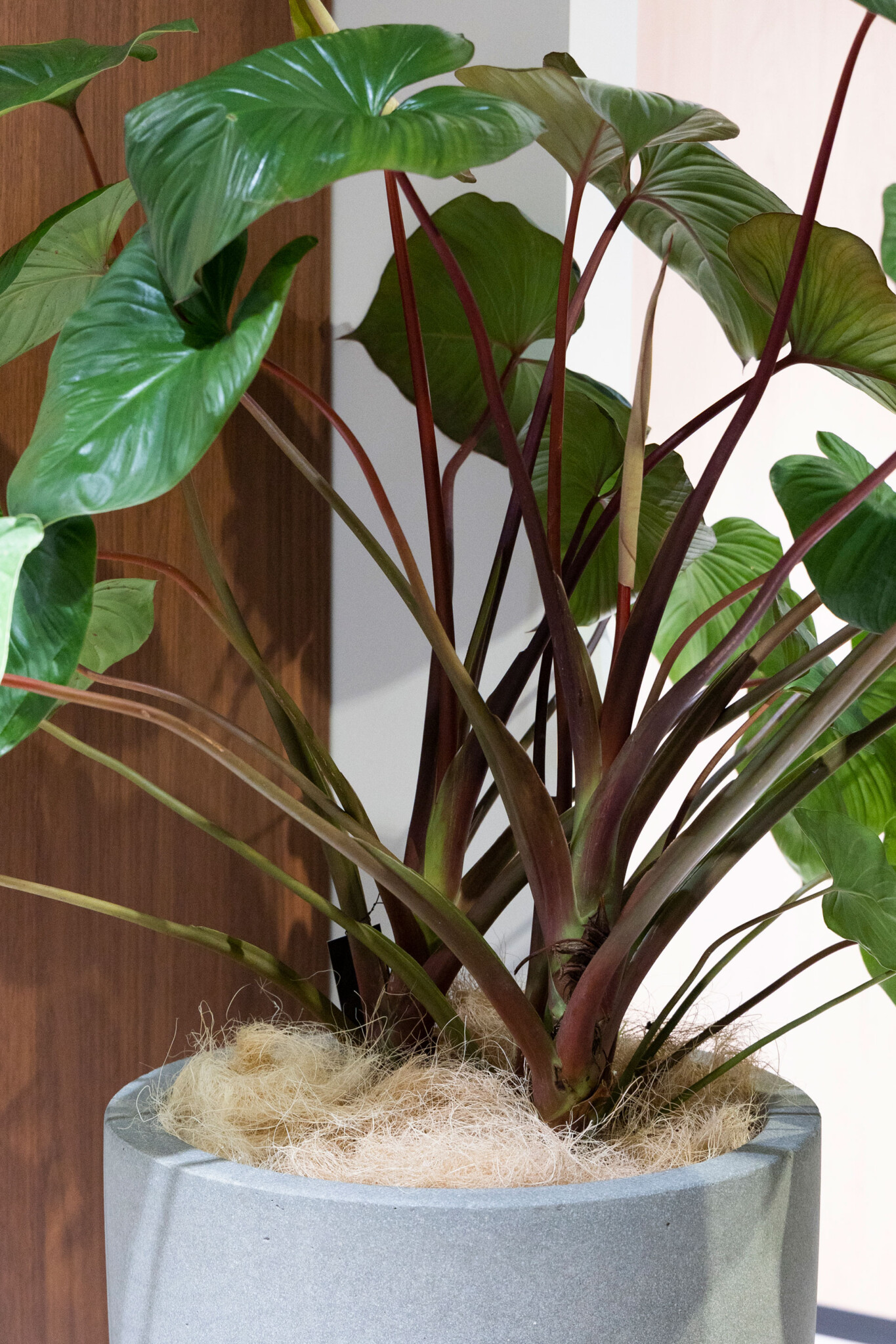 ホマロメナの赤い茎がエキゾチックな魅力を放つ。ココヤシファイバーでプランターと鉢の間の目隠しをする。