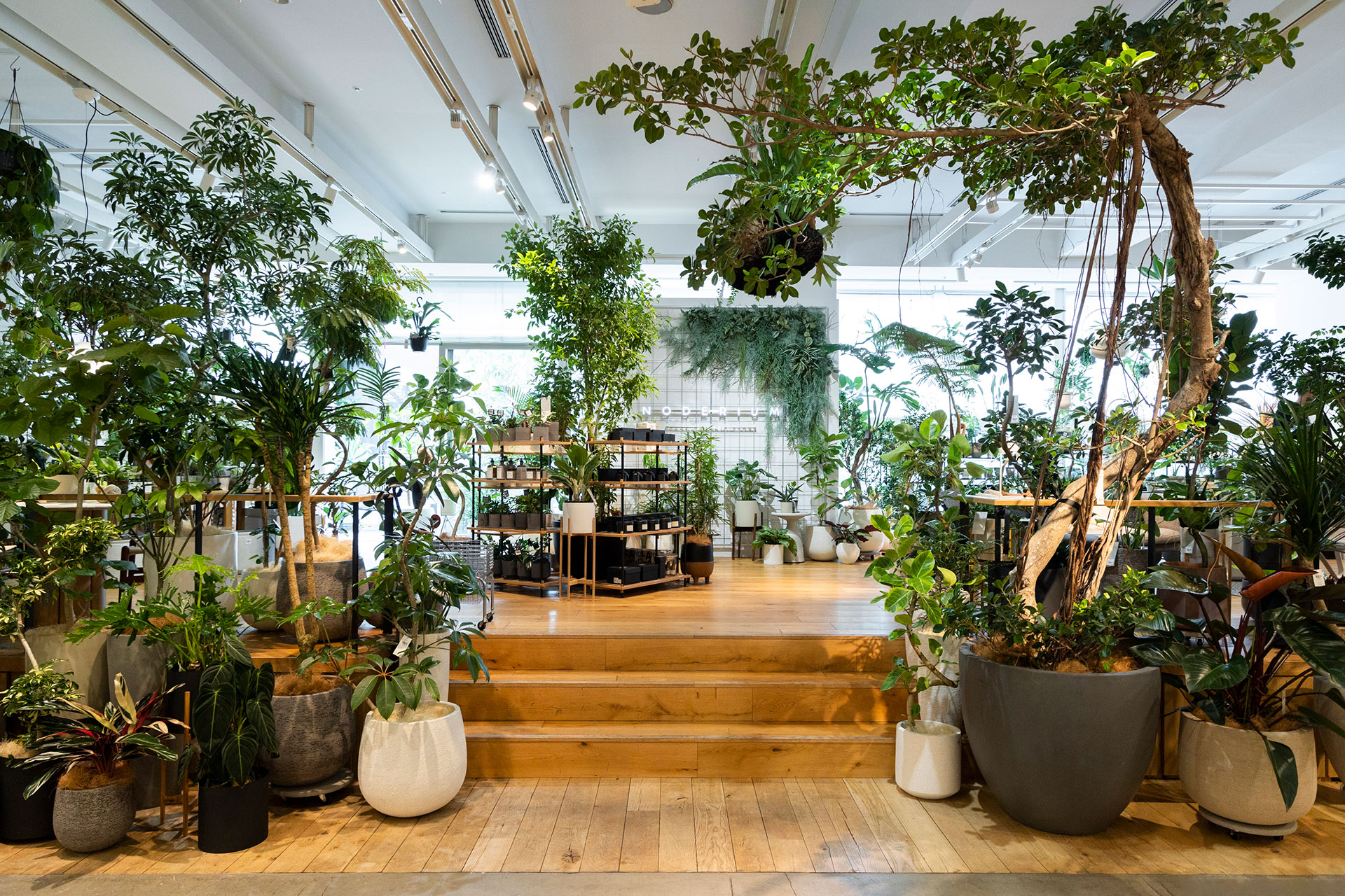 2024年3月に『アクタス新宿店』内にオープンした『ノードリウム・東京』。大きなシンボルツリーや、足元を飾る植物、テーブルに飾りたい大きさのもの、ハンギング等、様々な植物がセレクトされている。