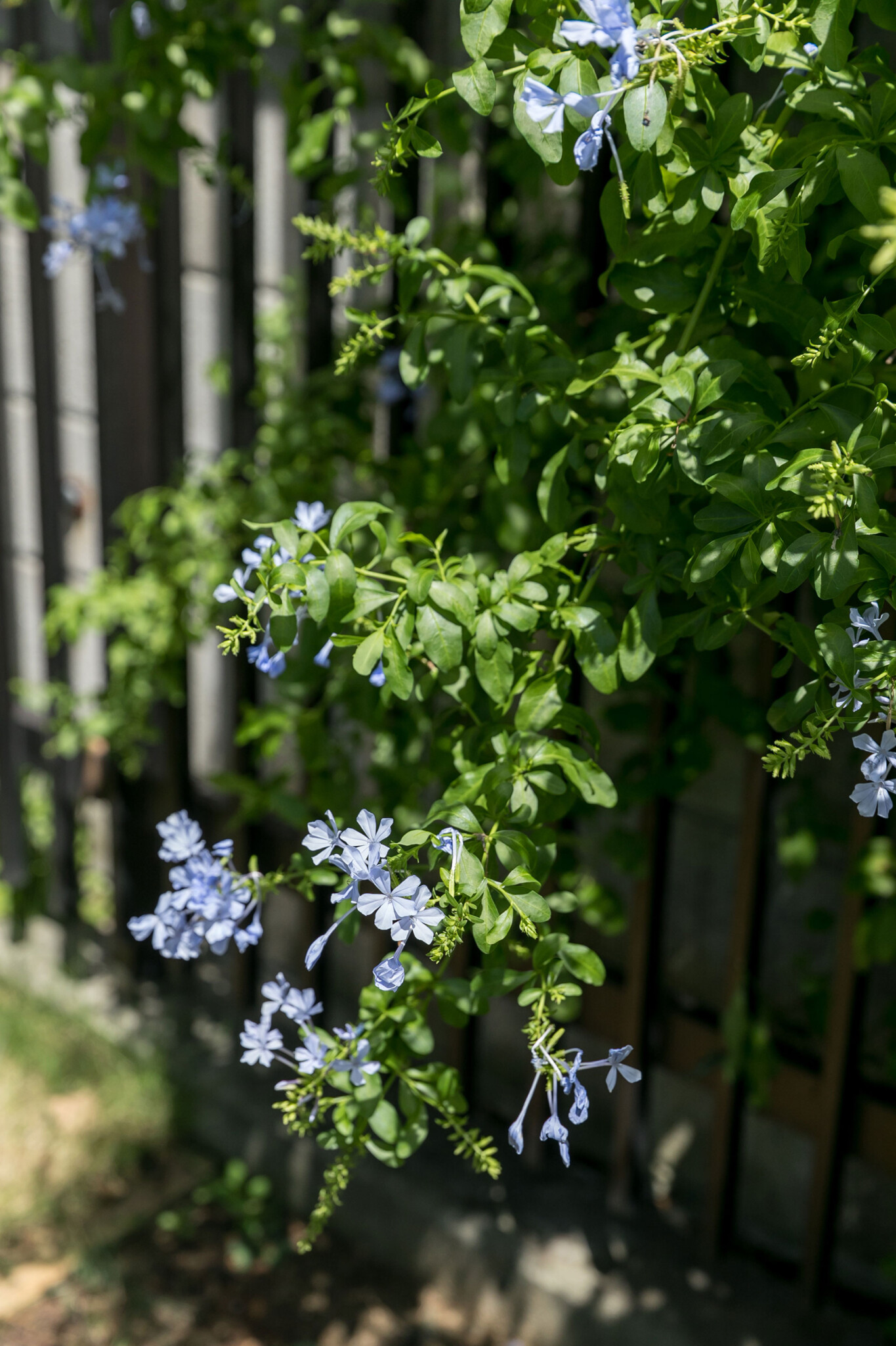 初夏から秋まで花を咲かせる ルリマツリも、以前の住まい手が育てていたもの。