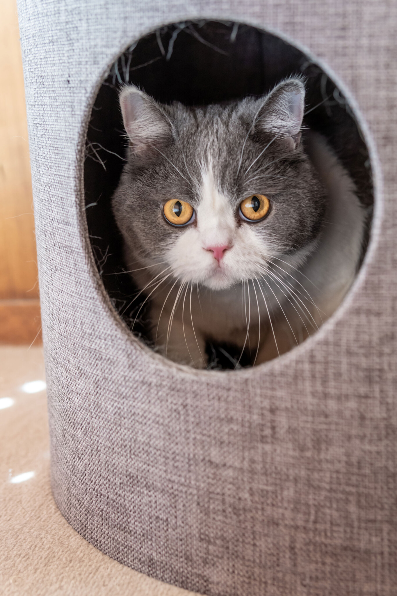 ブリティッシュショートヘアの愛猫タルホちゃん (♂) 。