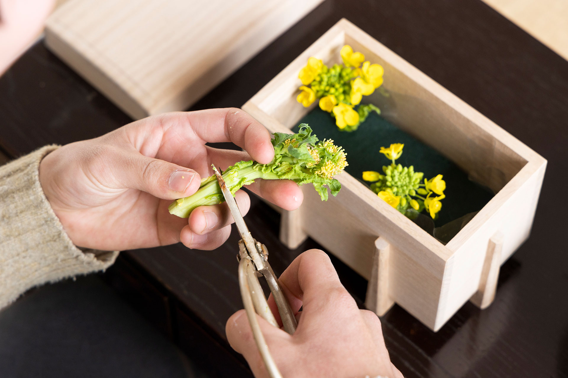 茎の柔らかい菜の花は、斜めにカットすると茎の先端がつぶれてしまうので、真横にカットして挿す。