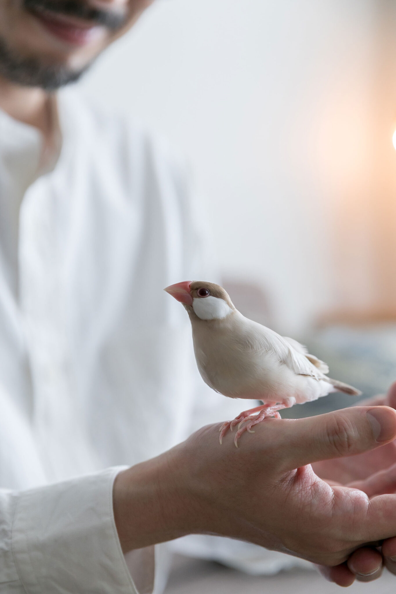 もう一羽の家族、文鳥のカオルくん、5歳。