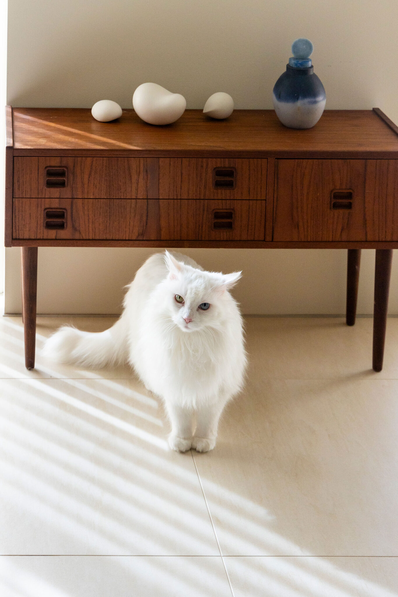 アノニマスの北欧ヴィンテージキャビネット前のこゆきちゃん。キャビネ上にはガラス作家・荒井美乃里、陶芸家・打田翠の作品などを。