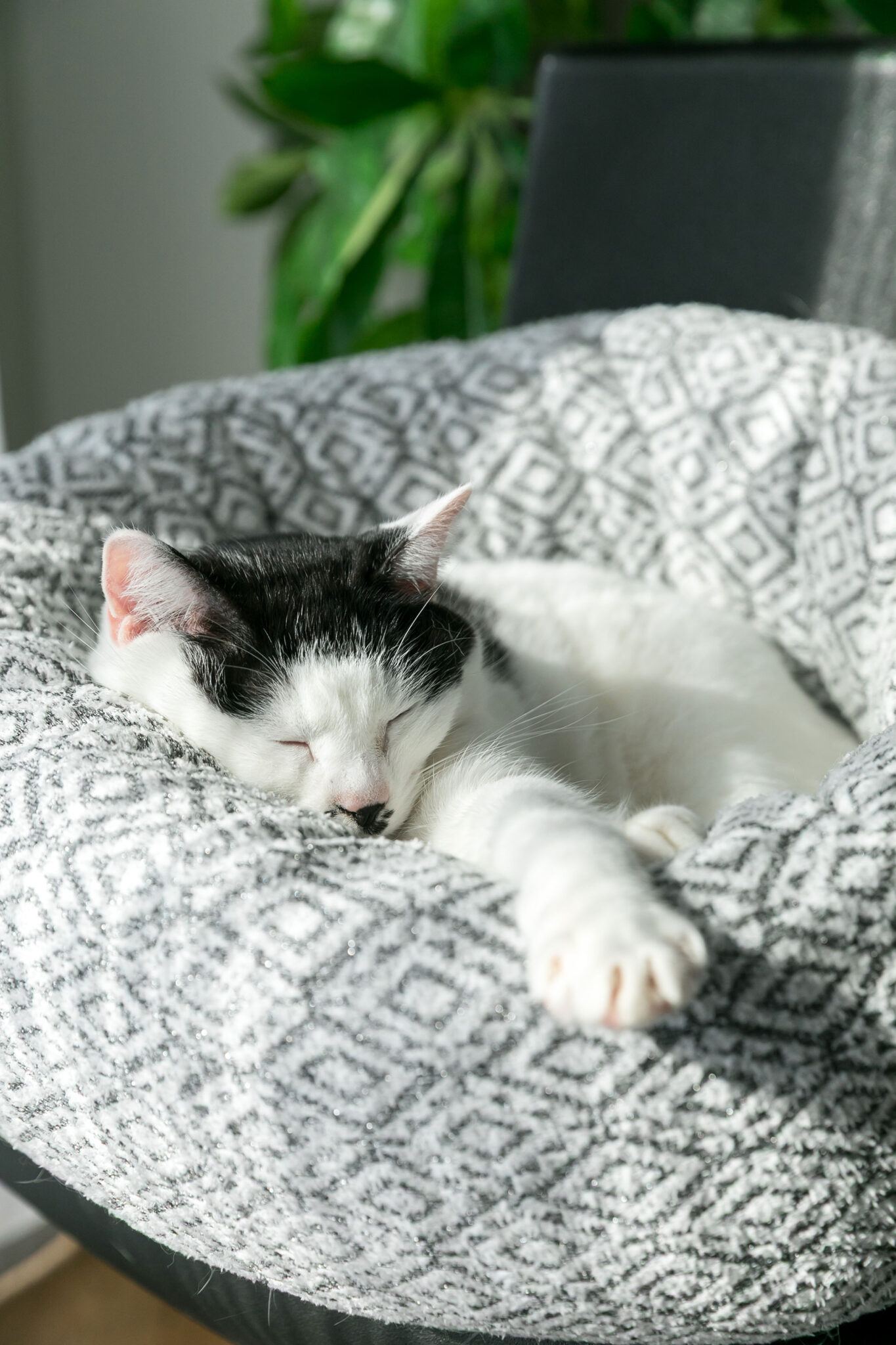 保護猫を引き取って暮らしている夫妻。今は写真に映るロンちゃんと、ルイちゃんの2匹と暮らす。