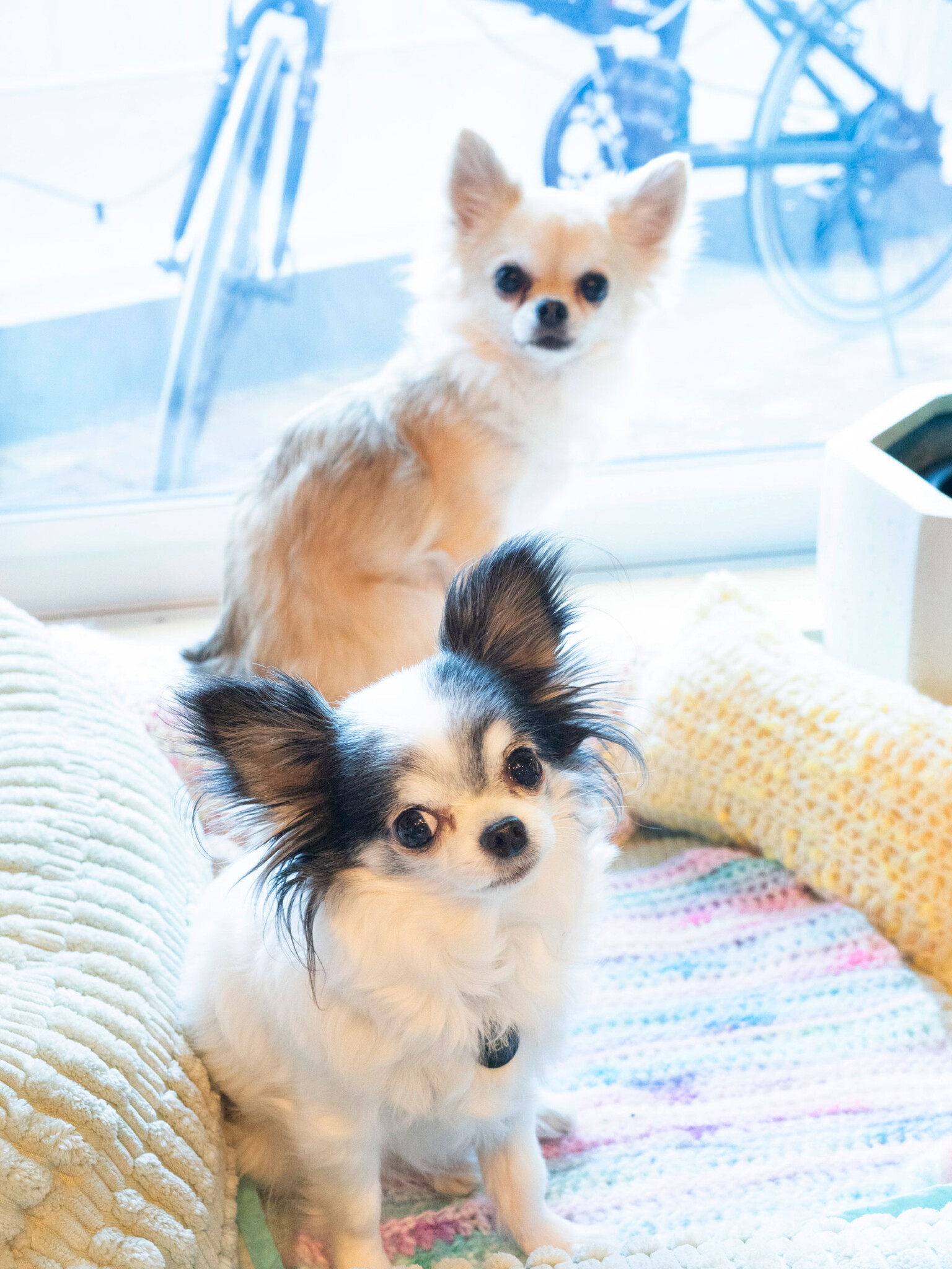 しばらく前に迎え入れた保護犬のてんてん (天) と、つっきー (月) はいずれも7歳。大切な家族だ。