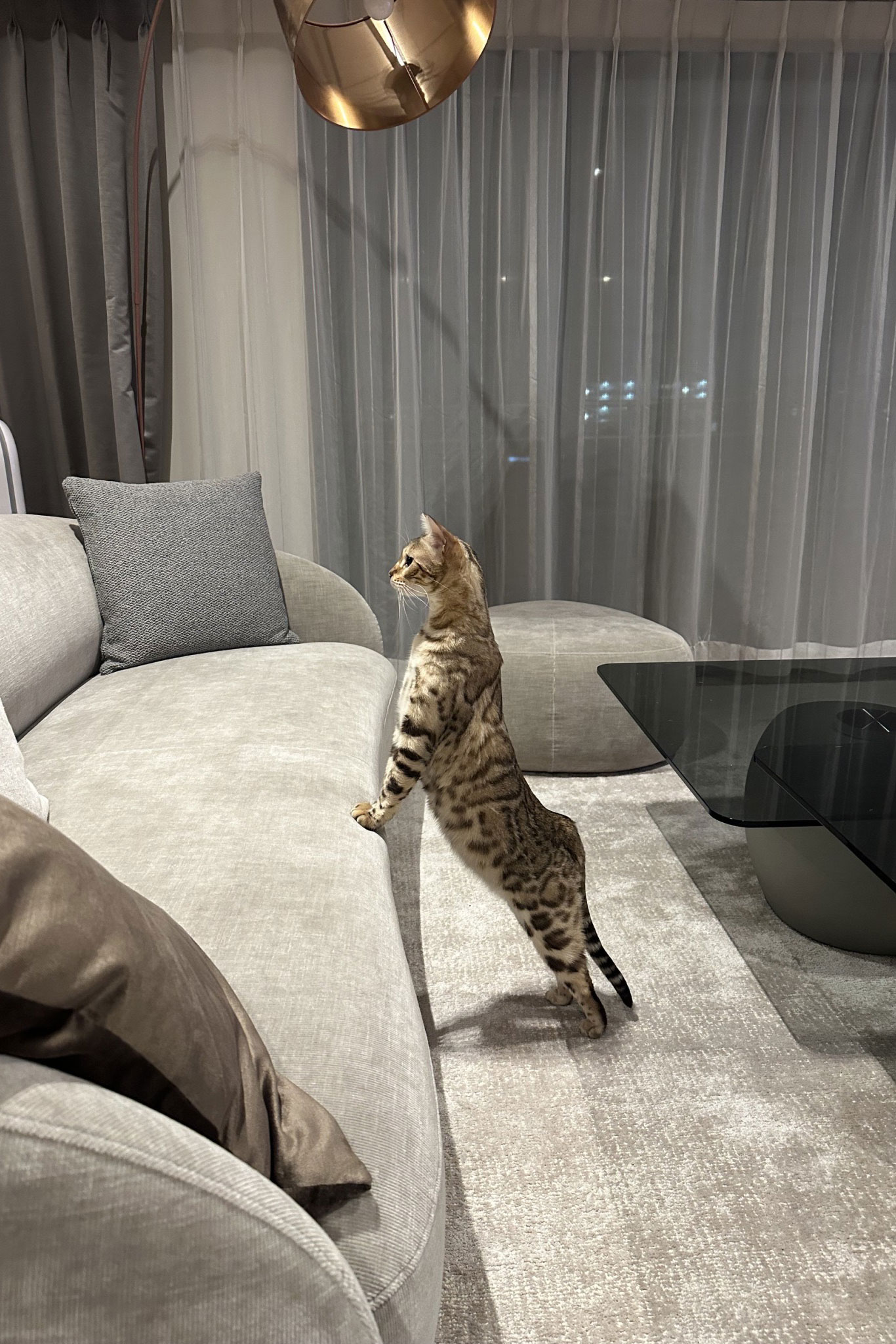 BoConcept のソファは、夫妻だけでなく愛猫たちにとってもお気に入りの場所。くつろぐ猫たちの姿が、日常の風景に溶け込んでいる。